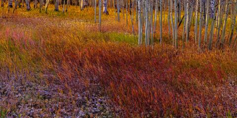 Colorado Grass