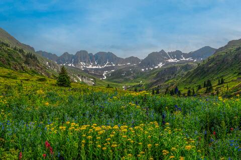 Alpine Color