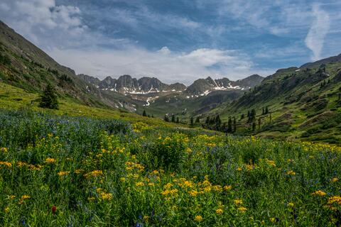 Alpine Yellow