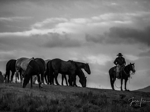 Watching the herd (3x4)