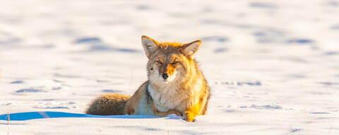 Coyote Photograph 4