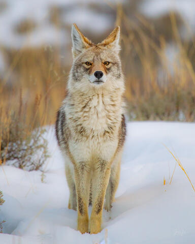 Coyote Photo 2