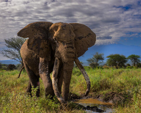 CRAIG super tusker, elephant,