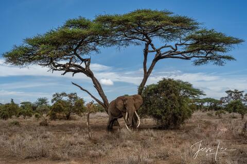 Elephant Photography Print Tusker Craig