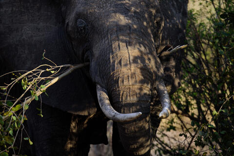 Elephant Photography Print Tusker