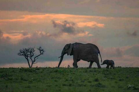 Elephant, Print, Photography, Africa, WildLife Photographer,