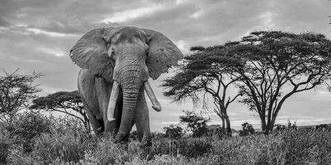 Elephant, Print, Photography, Africa, WildLife Photographer,