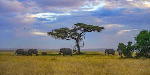 Elephant, Print, Photography, Africa, WildLife Photographer,