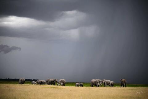 Elephant, Print, Photography, Africa, WildLife Photographer,