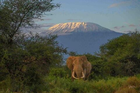 Elephant, Print, Photography, Africa, WildLife Photographer,