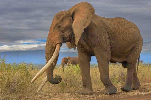 Elephant, Print, Photography, Africa, WildLife Photographer,