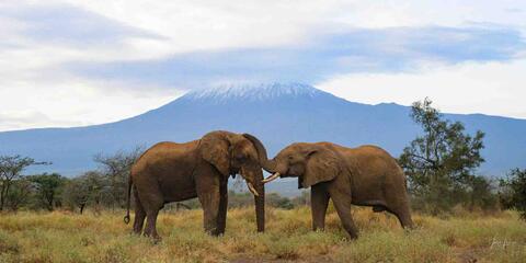 Elephant, Print, Photography, Africa, WildLife Photographer,