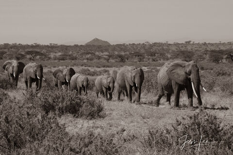 Elephant Photography Print Baby watering