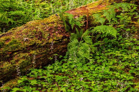 Old Growth