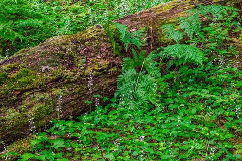 Glacier National Park Photography Print Green Leaves and fallen Tree