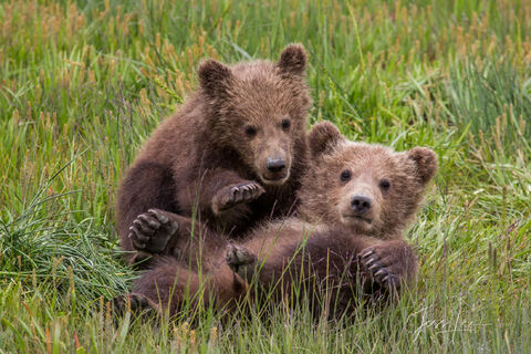 Picture of Grizzly Bear cubs