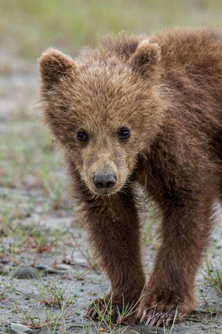 Brown Bear Curiosity 