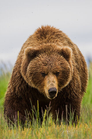 Brown Bear Photo 203