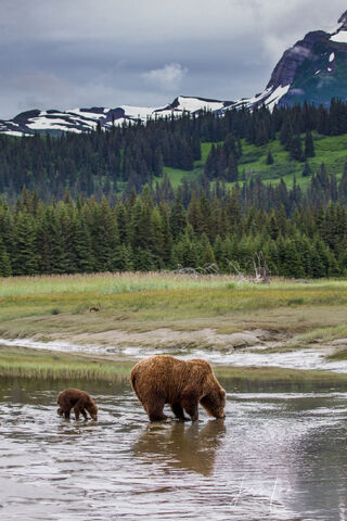Brown Bear Photo 206