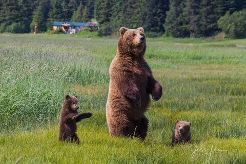 Grizzly Mother and Cub Standing Tall