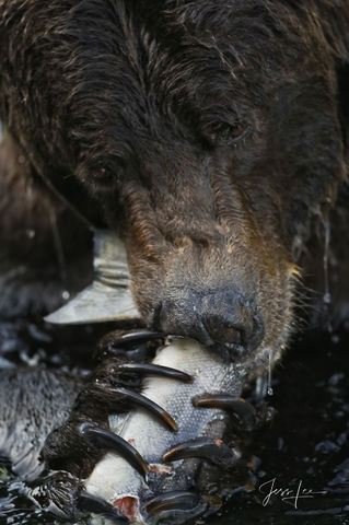 Fishing Grizzly Bear Claws and Salmon