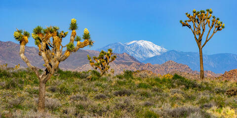 Joshua Mountain View
