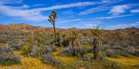 Not So Empty Desert