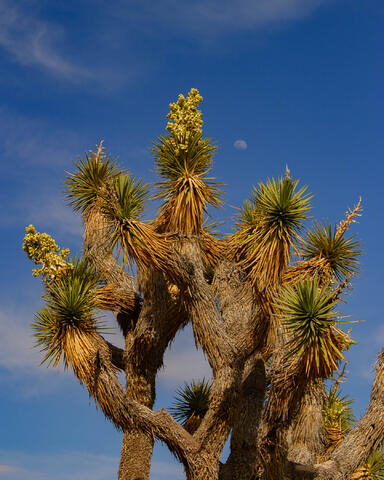 Beautiful Photography, Fine Art Landscape Print Of Joshua Tree National Park, California