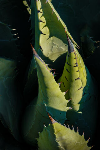 Agave Shades