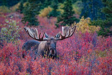 Here looking at the Moose