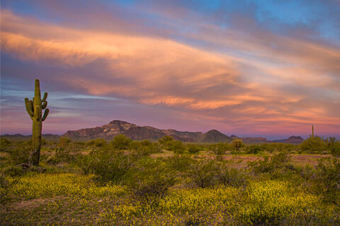 Desert Spring at Organ Pipe