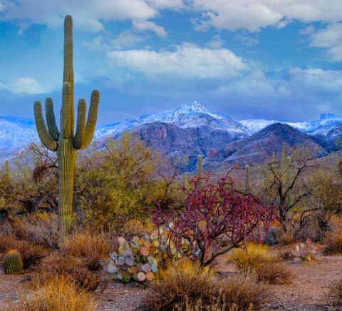 Sabino Snow