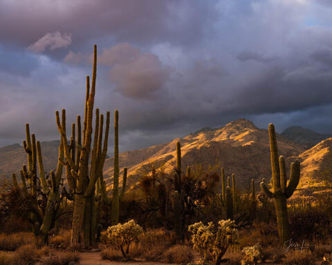Sabino Saguaro