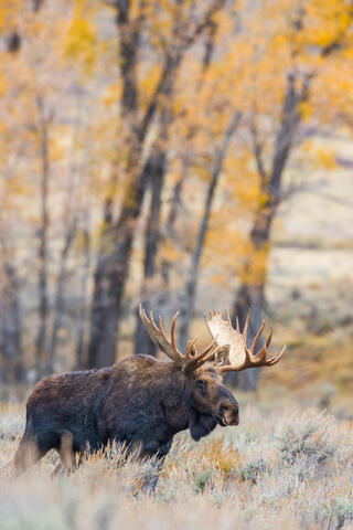 Teton Bull 