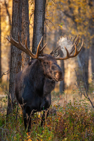 Forest King Moose