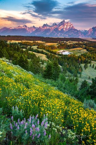 Grand Teton mountains and spring in a beautiful large format fine art print.