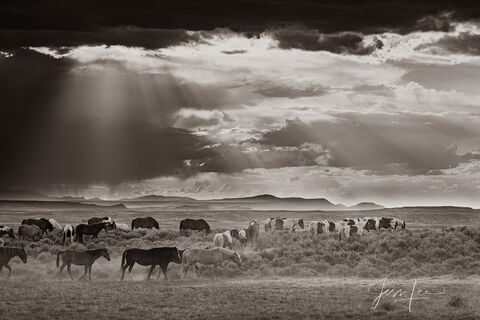 Wyoming Mustang herd on the move as an ominous storm rolls in. 
