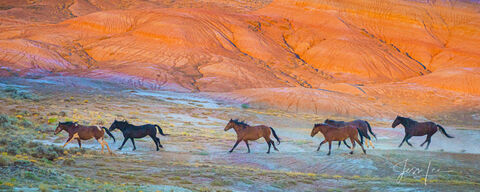 Horse Photo in a Fine Art Limited Edition Photography Print for Luxury homes. Mustang horse herd.