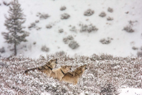 Yellowstone wolf 2-7