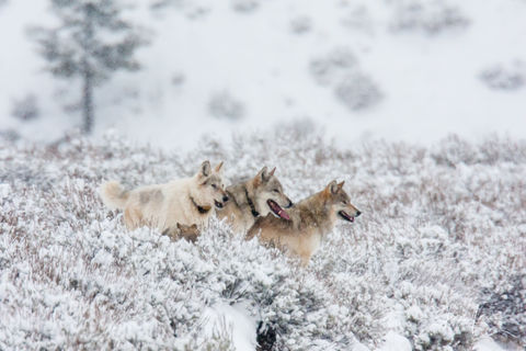 Yellowstone wolves howling christmas