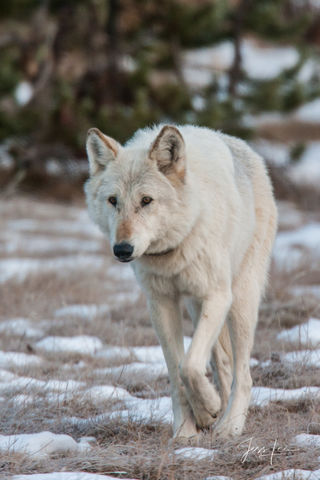 Picture of a Wolf walking to photographer