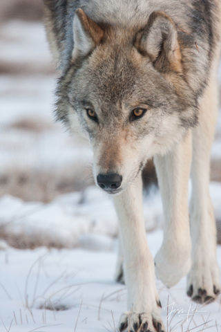 Picture of a Winter Wolf eyes