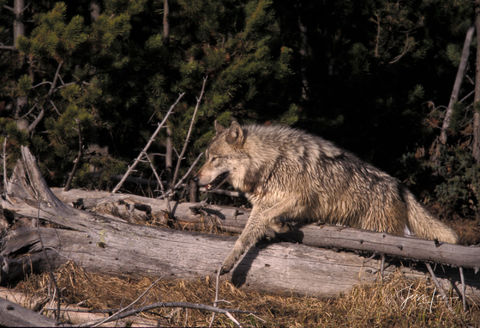 Forrest Hunting Wolf