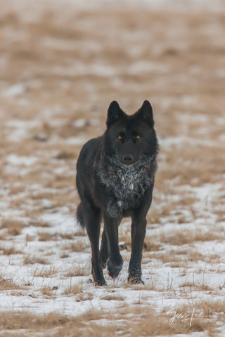 Black  Wolf named Casanova 