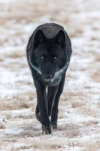 Yellowstone wolf
