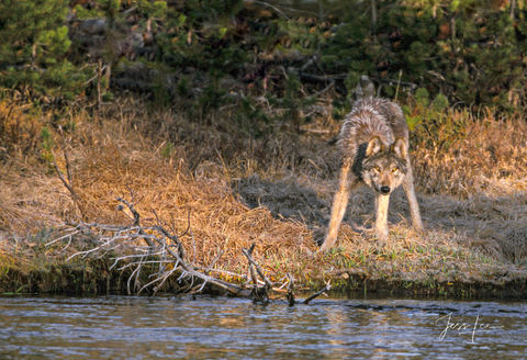 Wolf on the Firehole River