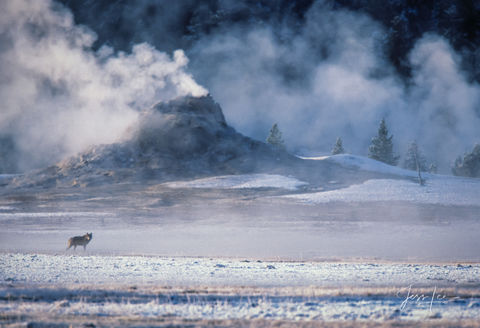 Picture of a Wolf in winter with Yellowstone geyser