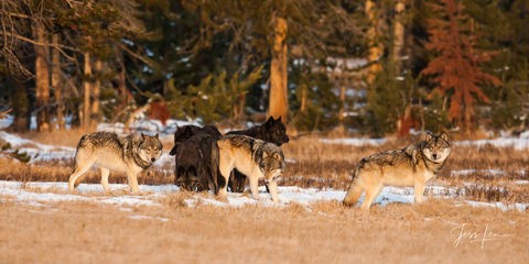 Mollie Pack wolf