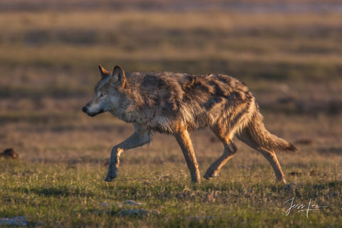 Running Spring Wolf