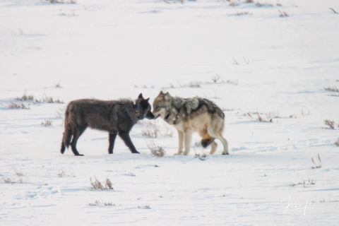 Yellowstone wolf